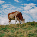 О современных подходах в кормлении коров рассказали животноводам Томской области