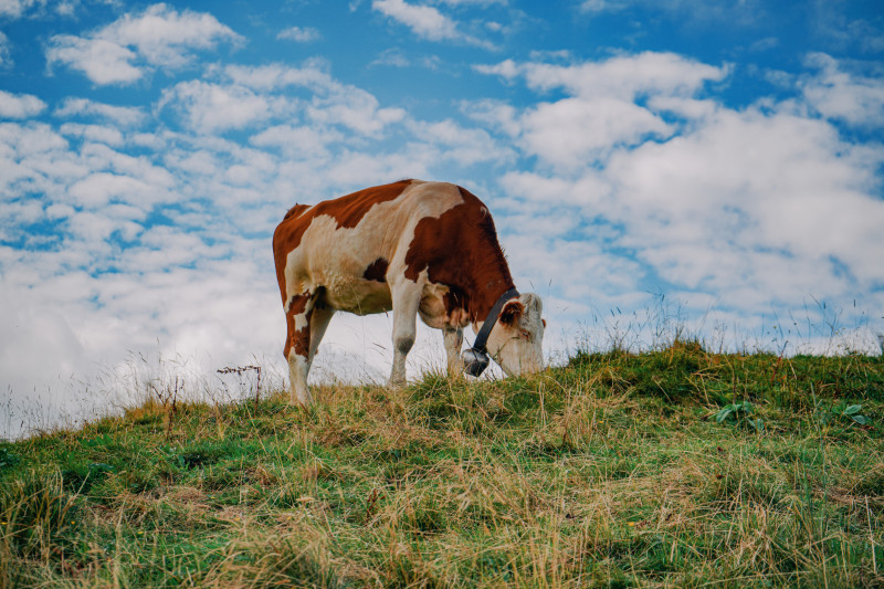 О современных подходах в кормлении коров рассказали животноводам Томской области