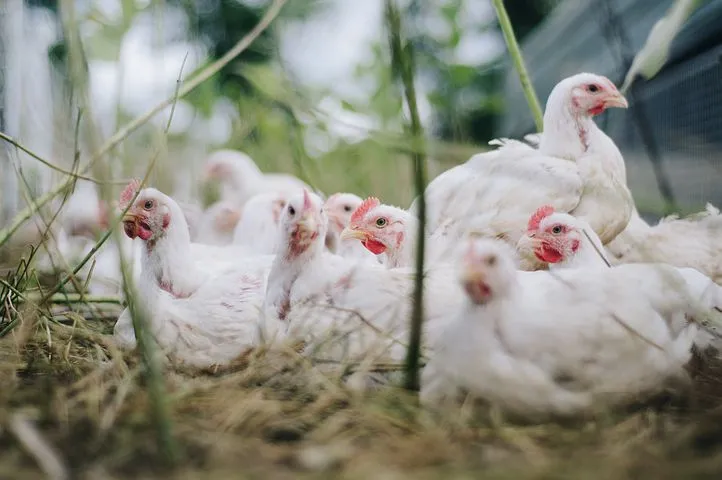 Ферма "Сибирского премьера" проиграла суд о загрязнении земли куриным пометом