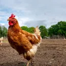 Пострадавшему от пожара томскому производителю куриного мяса и яиц выделят 5 млн рублей на восстановление производства