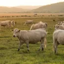 Минсельхоз: Треть коров в Томской области осеменяют искусственно