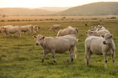 Минсельхоз: Треть коров в Томской области осеменяют искусственно 