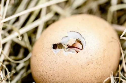 Птицефабрика «Томская» импортирует инкубационные яйца из Турции и Португалии 