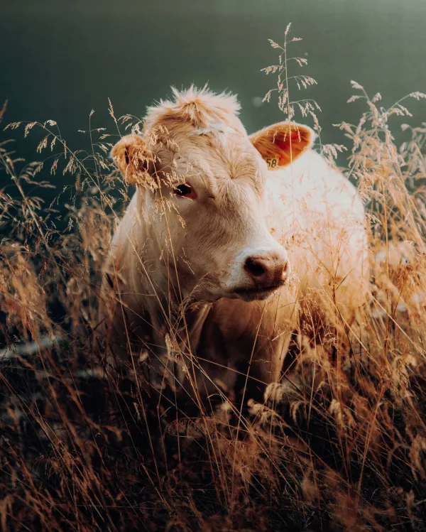 Разведением легендарных безрогих коров с «бобриным мехом» занимается томский фермер