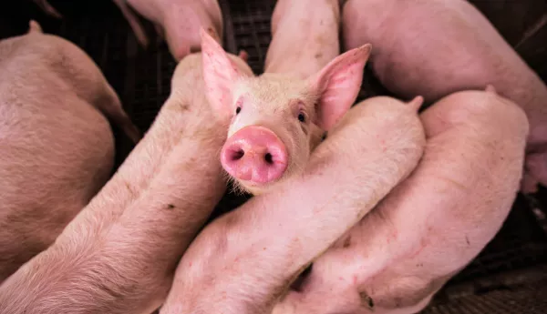 За год в хозяйствах Томской области увеличилось поголовье свиней и крупного рогатого скота