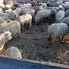 бараны и овцы в Омске